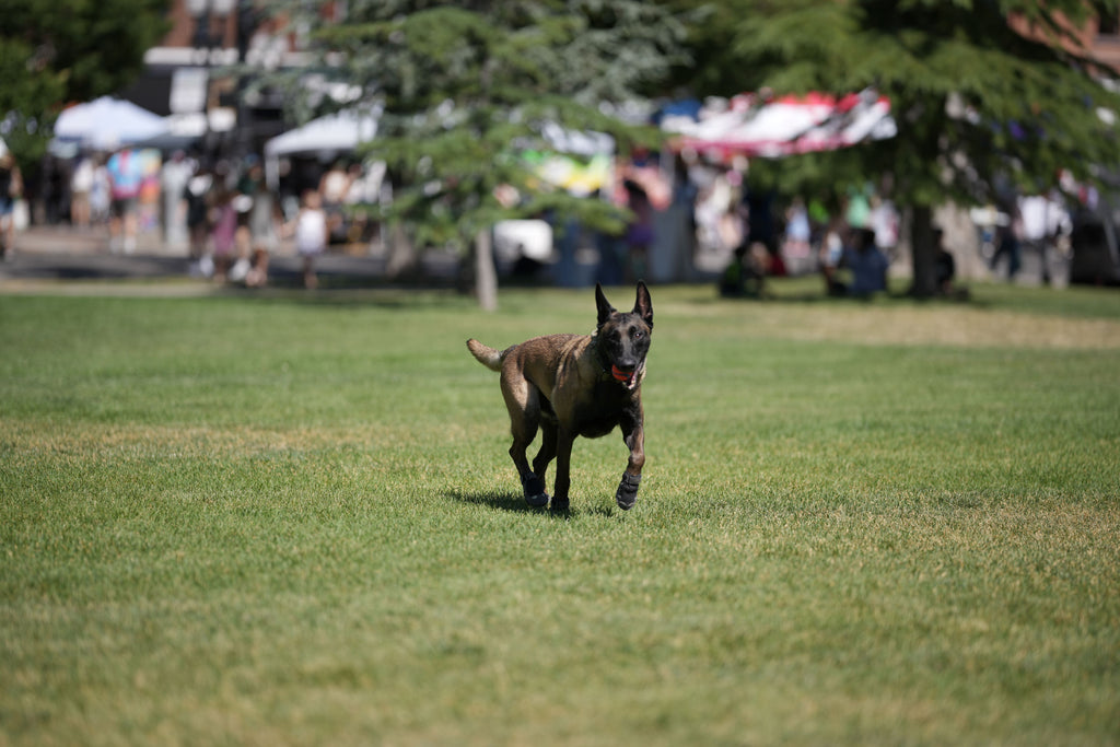 Ogden Market: In Person Event Summer 2024